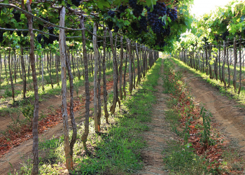 Desafios e aprendizado marcam quatro anos de produção de uvas em Apodi