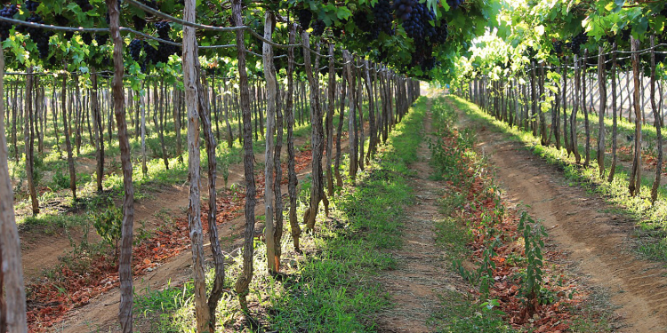 Desafios e aprendizado marcam quatro anos de produção de uvas em Apodi