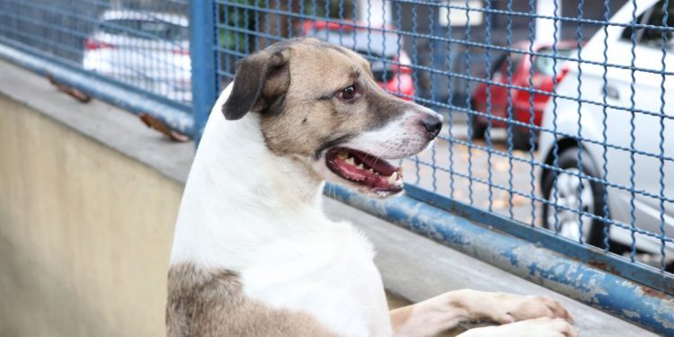 Prefeitura de Mossoró terá três meses para providenciar abrigo de animais