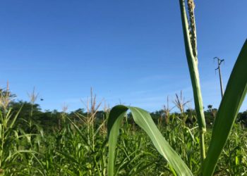 Cerca de cem famílias precisam regularizar situação para receber Garantia Safra em Mossoró