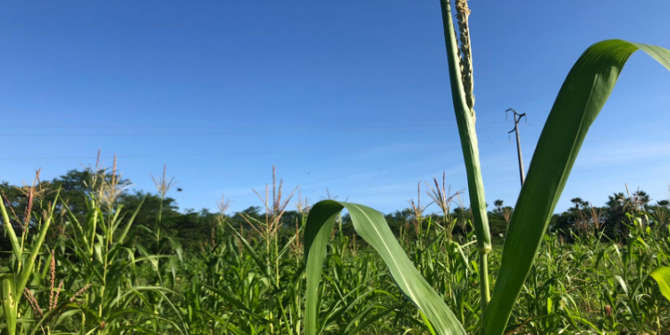 Cerca de cem famílias precisam regularizar situação para receber Garantia Safra em Mossoró