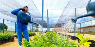 Projeto distribui mudas de cajueiro cultivadas por presidiárias de Mossoró
