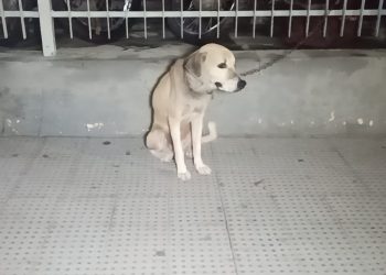 Homem é preso por maus-tratos de animais em Assú/RN