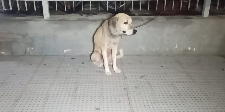 Homem é preso por maus-tratos de animais em Assú/RN