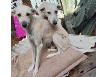 Cadelas que tiveram donos presos ganham lar temporário