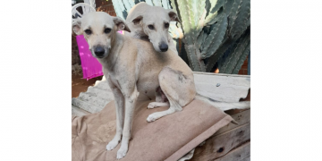 Cadelas que tiveram donos presos ganham lar temporário