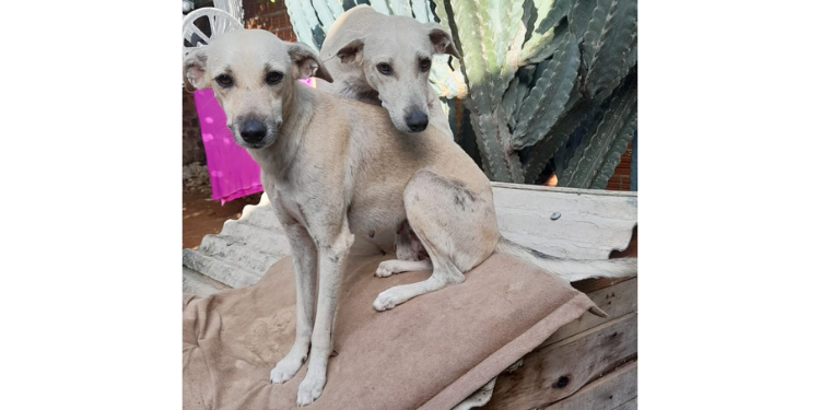Cadelas que tiveram donos presos ganham lar temporário