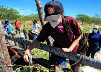 Prefeitura de Mossoró lança campanha de vacinação contra febre aftosa