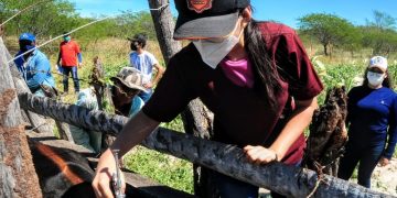 Prefeitura de Mossoró lança campanha de vacinação contra febre aftosa
