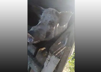 Homem é atacado por porco e sofre cortes profundos nas pernas