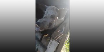 Homem é atacado por porco e sofre cortes profundos nas pernas