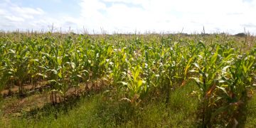 Excesso de chuvas compromete lavouras na zona rural de Mossoró
