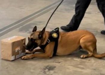 Com auxílio de cães, PF apreende quase 5 kg de maconha enviada via Correios