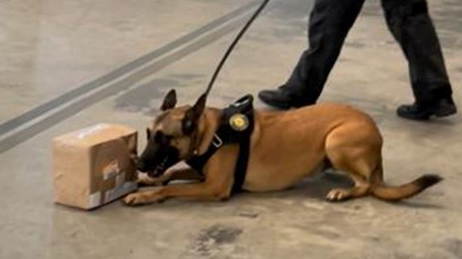 Com auxílio de cães, PF apreende quase 5 kg de maconha enviada via Correios 