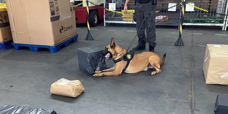 PF apreende quase 8 kg de maconha enviada pelos correios no RN