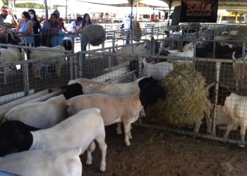 Caraúbas realiza 4ª edição de exposição agropecuária