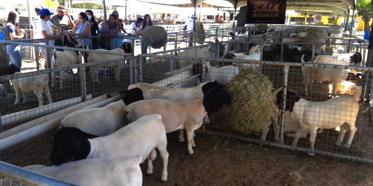 Caraúbas realiza 4ª edição de exposição agropecuária