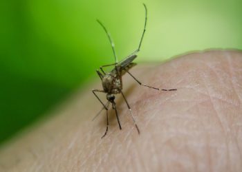 Incidência de dengue aumenta em mais de 1600% no RN
