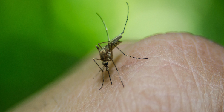 Incidência de dengue aumenta em mais de 1600% no RN