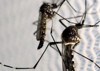 Secretaria de Saúde confirma mais de 4.600 casos de dengue no RN em 2022