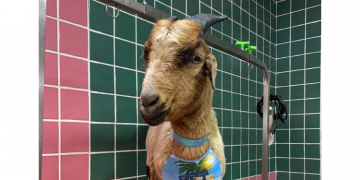 Bode toma banho em petshop e vídeo repercute nas redes sociais