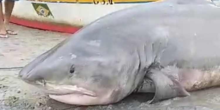 Tubarão tigre é capturado na praia de Barreiras em Macau