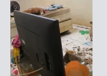 MP formaliza denúncia contra psicóloga por abandono de incapaz e maus-tratos a animais