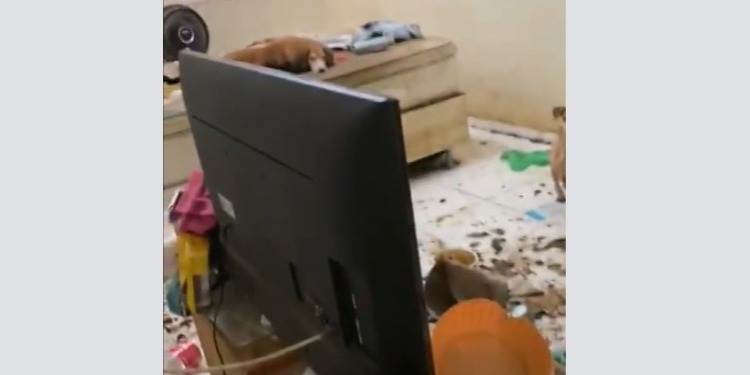 MP formaliza denúncia contra psicóloga por abandono de incapaz e maus-tratos a animais