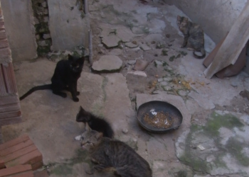 Moradores denunciam mortes de gatos no Alto de São Manoel