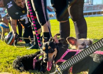 Equipe mossoroense de futebol americano entra em campo com cães para adoção