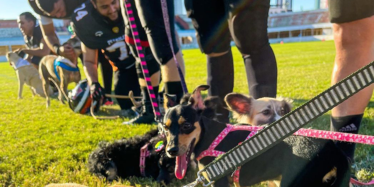Equipe mossoroense de futebol americano entra em campo com cães para adoção