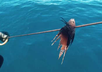 Alerta: Peixe-leão é encontrado no litoral da Costa Branca