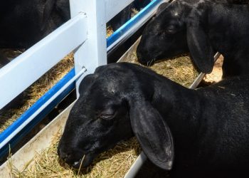 Começa nesta quinta a 22ª Festa do Bode de Mossoró