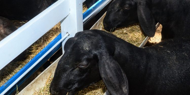 Começa nesta quinta a 22ª Festa do Bode de Mossoró