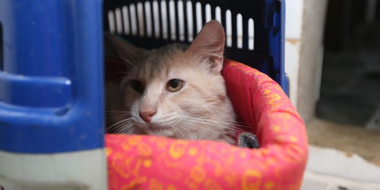 Prefeitura abre cadastro para castração gratuita de animais