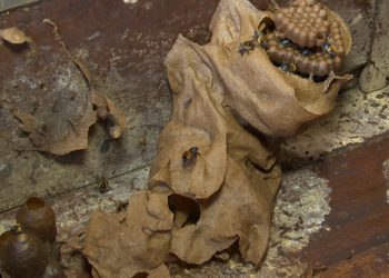 Meliponicultura: mossoroenses dividem espaço com as abelhas, dentro de casa e até em apartamentos