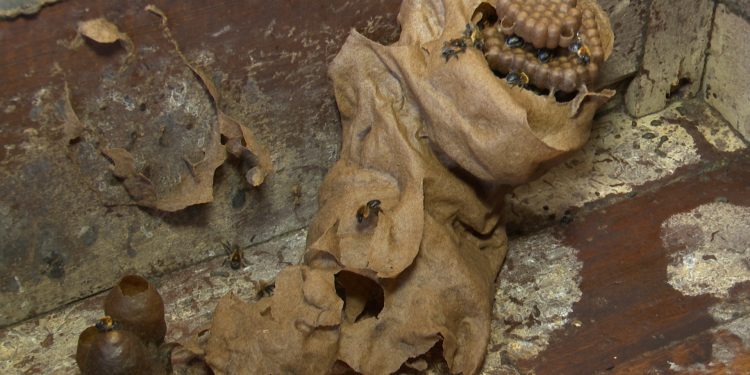 Meliponicultura: mossoroenses dividem espaço com as abelhas, dentro de casa e até em apartamentos