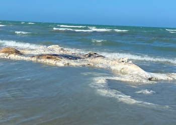 Baleia morta é encontrada na praia de Tibau