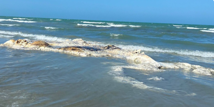 Baleia morta é encontrada na praia de Tibau