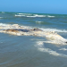 Baleia morta é encontrada na praia de Tibau
