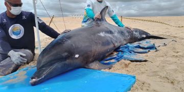 Golfinho encalhado é resgatado em praia do RN