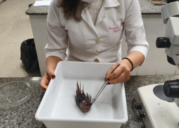 Força-Tarefa contra um peixinho perigoso