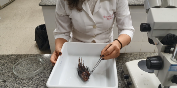 Força-Tarefa contra um peixinho perigoso