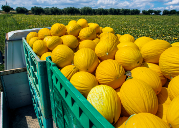 Safra do Melão 2022 sofre com chuva e falta de transporte