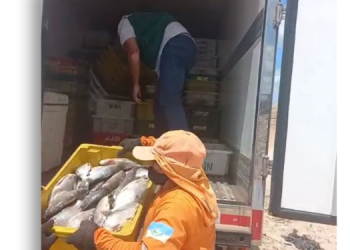 Em fiscalização, 670 kg de peixe são apreendidos por falta de registro