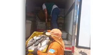 Em fiscalização, 670 kg de peixe são apreendidos por falta de registro