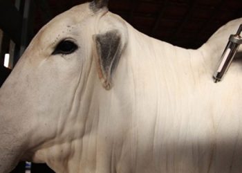 Começa a segunda etapa da campanha de vacinação contra febre aftosa