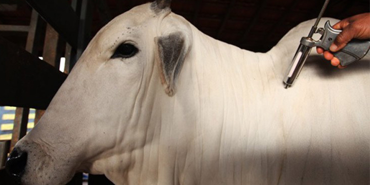 Começa a segunda etapa da campanha de vacinação contra febre aftosa