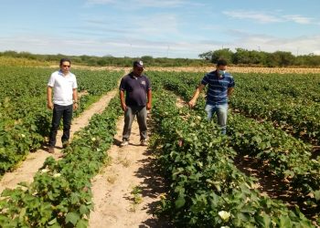 Produtores de Lajes/RN resgatam cultivo de algodão no Semiárido