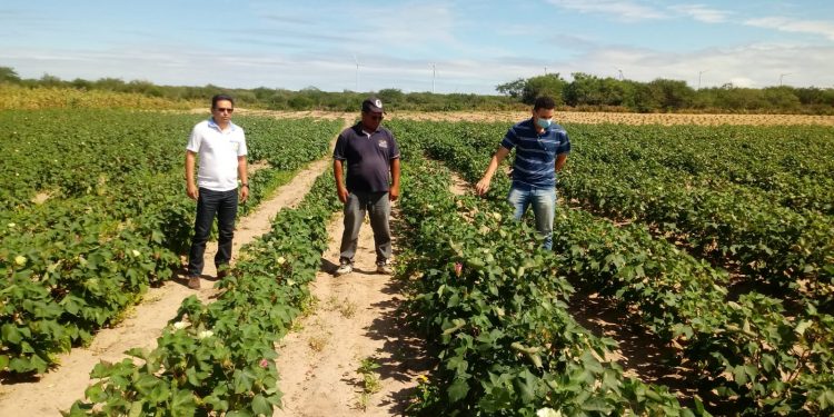 Produtores de Lajes/RN resgatam cultivo de algodão no Semiárido